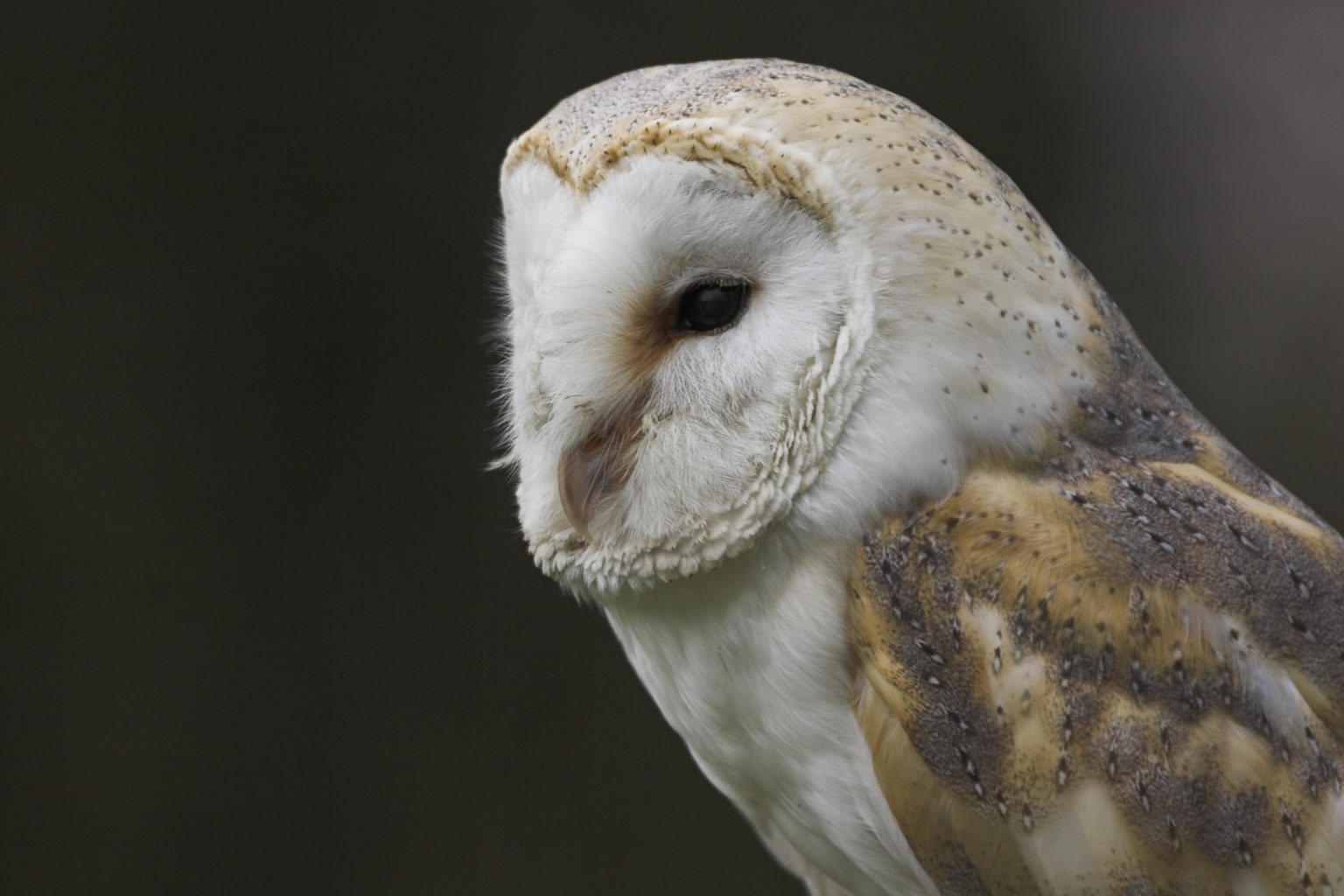 The Bird Man of Cors Caron | Working for Wildlife