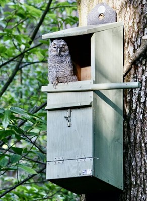 National Nest Box Week: Tawny Owl (Strix aluco) | Working for Wildlife